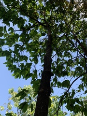 Dipterocarpus alatus