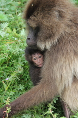 Theropithecus gelada
