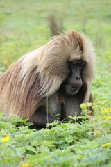 Theropithecus gelada