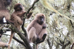 Theropithecus gelada