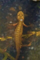 Pleurodelinae