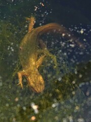 Pleurodelinae