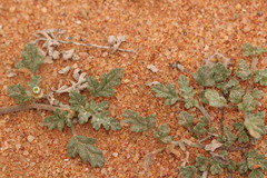 Neurada procumbens
