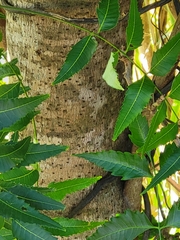 Pisonia subcordata