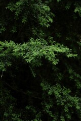 Buxus