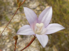 Prismatocarpus brevilobus