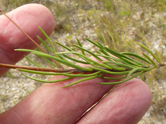 Prismatocarpus brevilobus