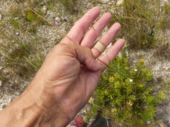 Prismatocarpus brevilobus