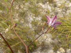 Prismatocarpus brevilobus