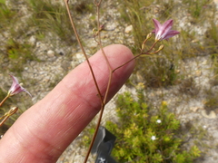 Prismatocarpus brevilobus