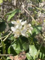 Citrus paridisi