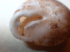 Inflectarius inflectus