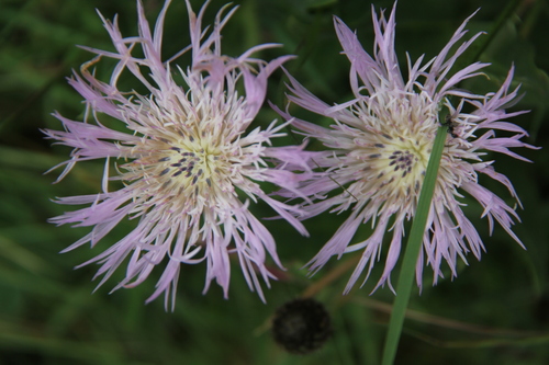 Plectocephalus varians image