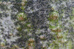 Pseudoschismatomma rufescens