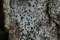 Alyxoria varia