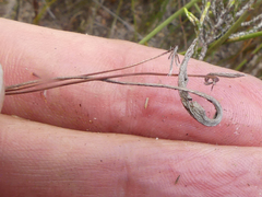 Pelargonium caledonicum