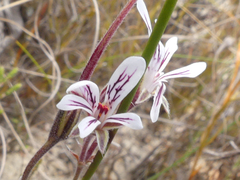 Pelargonium caledonicum
