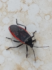 Largus rufipennis