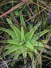 Pinguicula caerulea