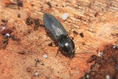 Cardiophorus