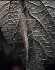 Sinomantis denticulata