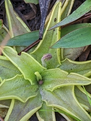 Pinguicula caerulea