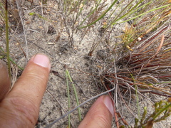 Pelargonium caledonicum