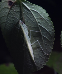 Sinomantis denticulata