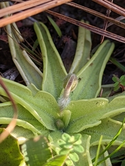 Pinguicula caerulea