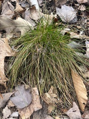 Festuca ovina