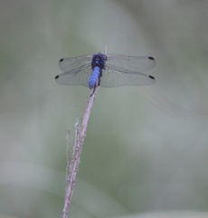 Trithemis