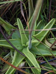 Pinguicula caerulea