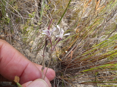 Pelargonium caledonicum