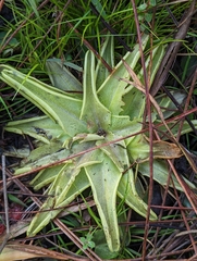 Pinguicula caerulea