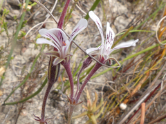 Pelargonium caledonicum