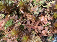 Hypericum anagalloides