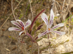 Pelargonium caledonicum