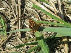 Carterocephalus skada