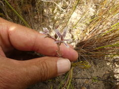 Pelargonium caledonicum