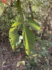 Vitex