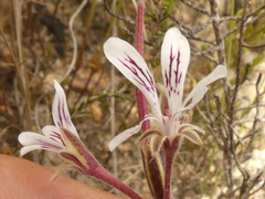 Pelargonium caledonicum