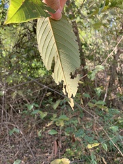 Vitex