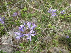 Campanula glomerata