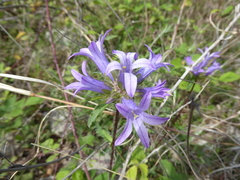 Campanula glomerata