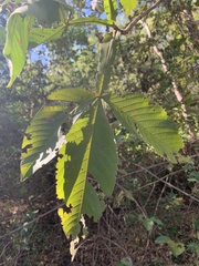Vitex