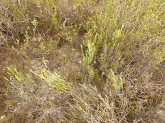 Pelargonium caledonicum