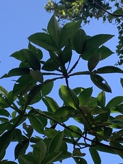 Vitex