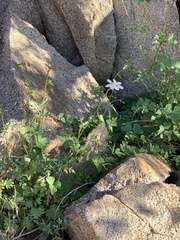 Coreocarpus parthenioides