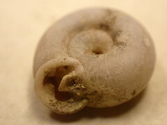Daedalochila dorfeuilliana