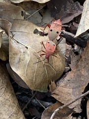 Probergrothius nigricornis